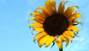 Sunflower 1 2622